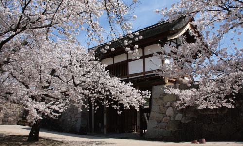 長野県長野市　松代城の桜