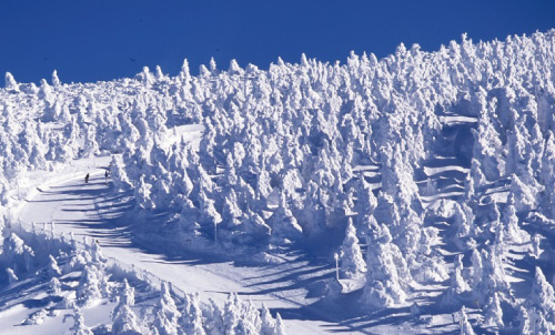 【山形県山形市】蔵王の樹氷