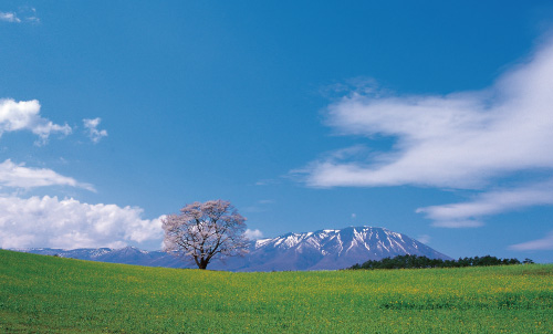 【岩手県雫石町】小岩井農場の一本桜