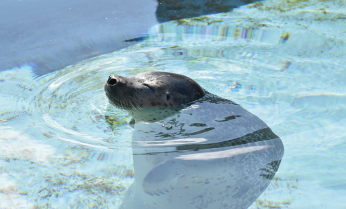 【北海道旭川市】旭山動物園